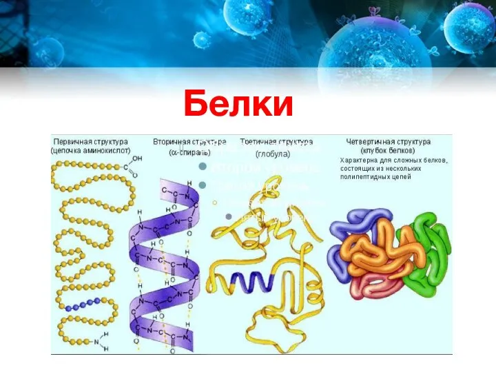 Белки