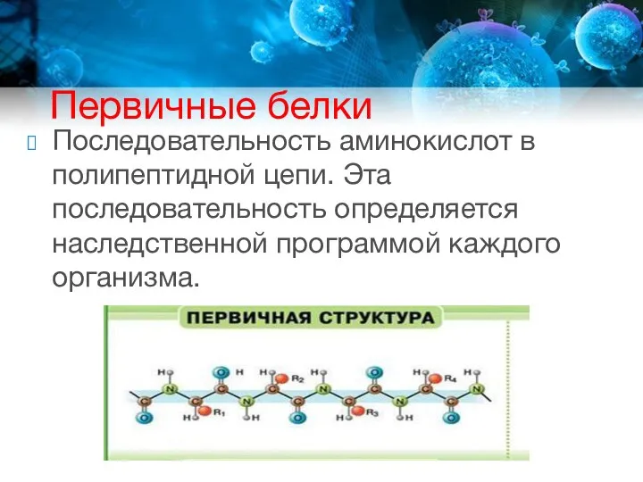 Первичные белки Последовательность аминокислот в полипептидной цепи. Эта последовательность определяется наследственной программой каждого организма.