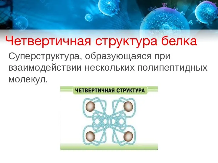 Четвертичная структура белка Суперструктура, образующаяся при взаимодействии нескольких полипептидных молекул.