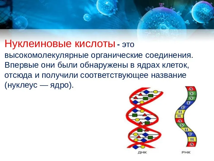 Нуклеиновые кислоты - это высокомолекулярные органические соединения. Впервые они были обнаружены