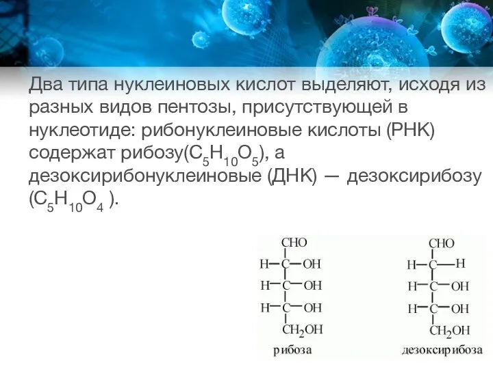 Два типа нуклеиновых кислот выделяют, исходя из разных видов пентозы, присутствующей