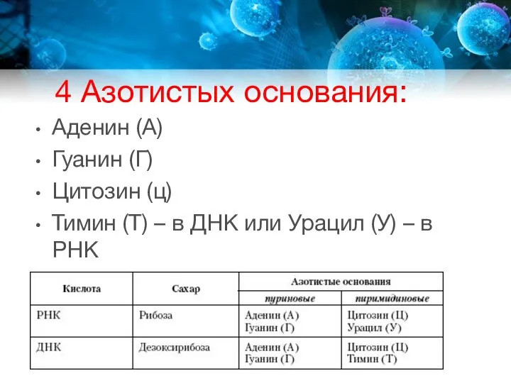 4 Азотистых основания: Аденин (А) Гуанин (Г) Цитозин (ц) Тимин (Т)