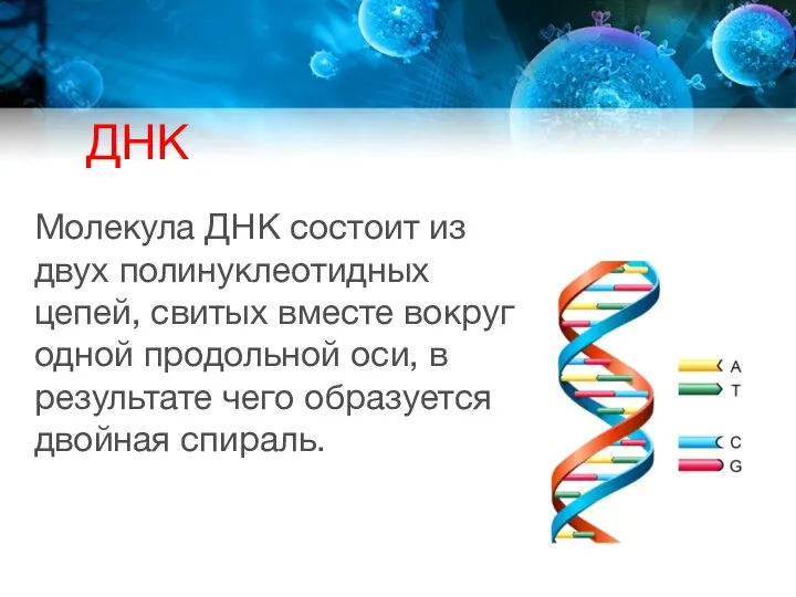 ДНК Молекула ДНК состоит из двух полинуклеотидных цепей, свитых вместе вокруг