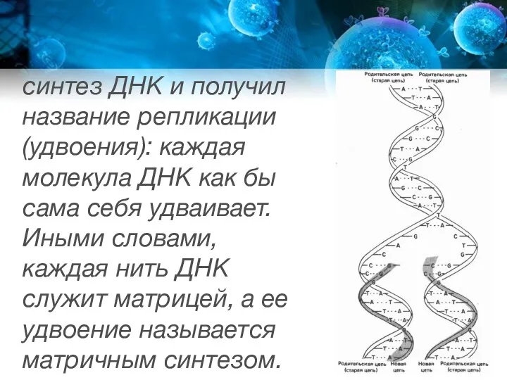 синтез ДНК и получил название репликации (удвоения): каждая молекула ДНК как