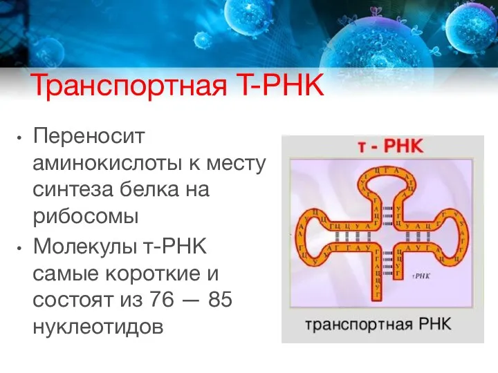 Транспортная Т-РНК Переносит аминокислоты к месту синтеза белка на рибосомы Молекулы