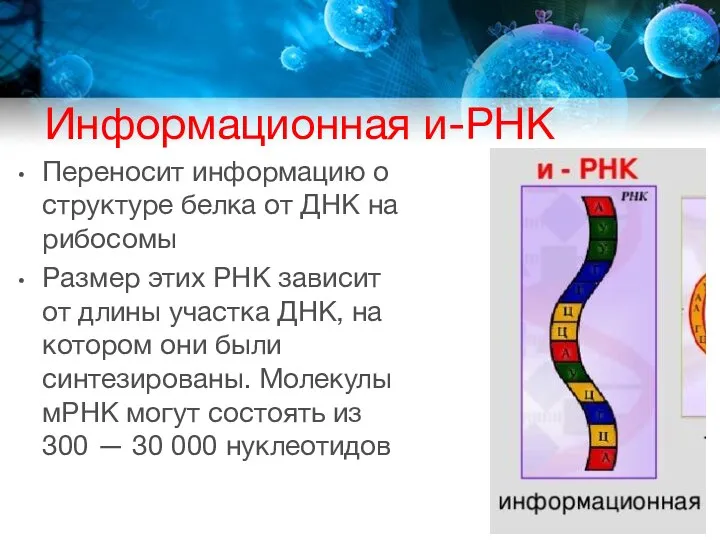 Информационная и-РНК Переносит информацию о структуре белка от ДНК на рибосомы