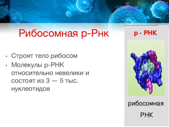 Рибосомная р-Рнк Строят тело рибосом Молекулы р-РНК относительно невелики и состоят