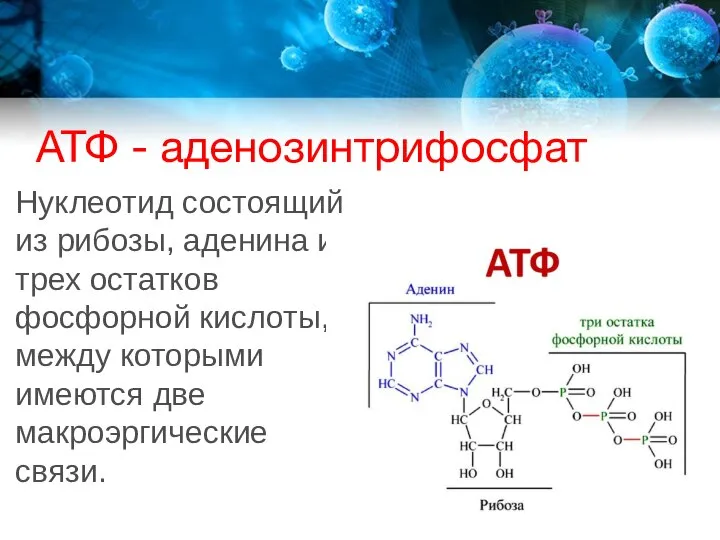 АТФ - аденозинтрифосфат Нуклеотид состоящий из рибозы, аденина и трех остатков