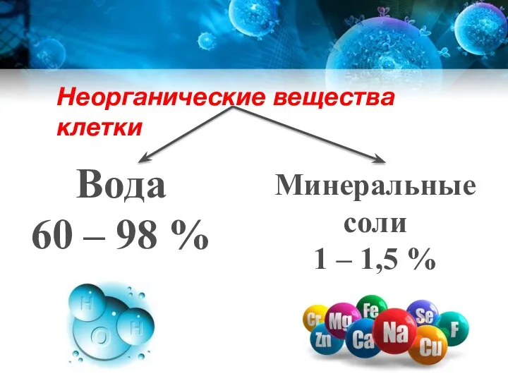 Неорганические вещества клетки Вода 60 – 98 % Минеральные соли 1 – 1,5 %