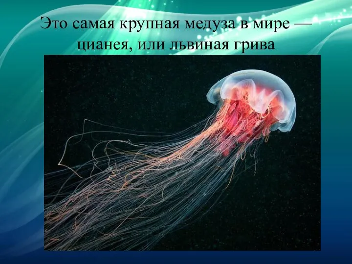 Это самая крупная медуза в мире — цианея, или львиная грива