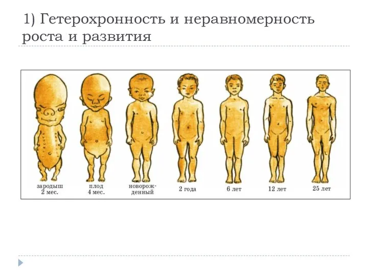 1) Гетерохронность и неравномерность роста и развития