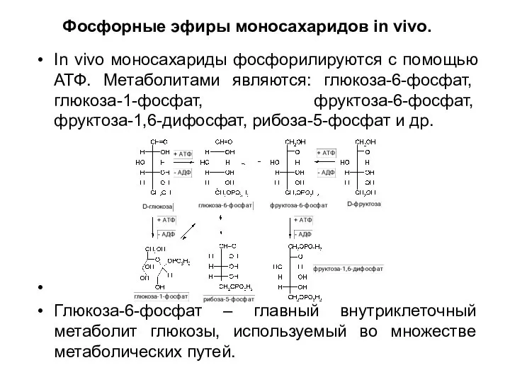 Фосфорные эфиры моносахаридов in vivo. In vivo моносахариды фосфорилируются с помощью