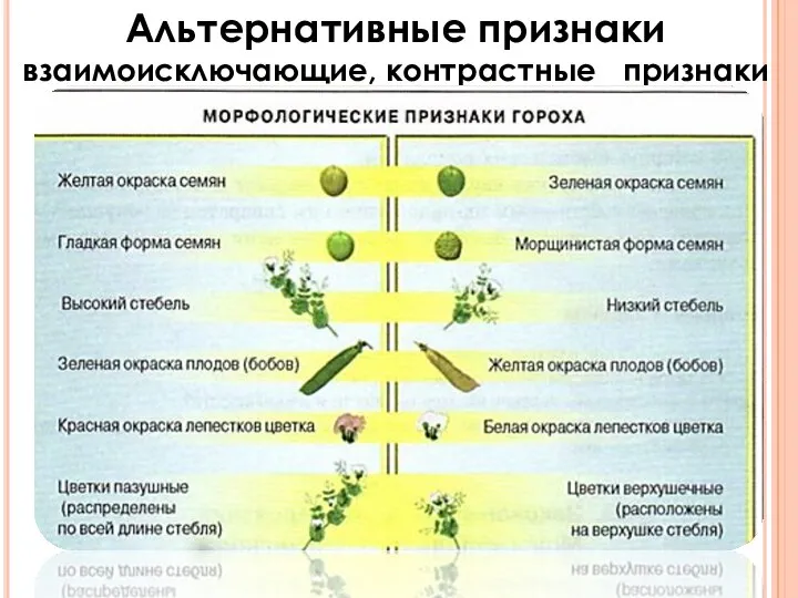 Альтернативные признаки взаимоисключающие, контрастные признаки