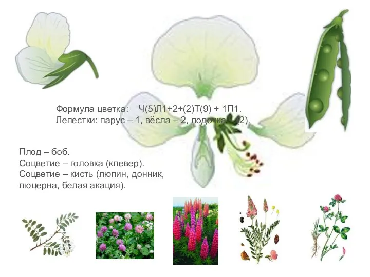 Формула цветка: Ч(5)Л1+2+(2)Т(9) + 1П1. Лепестки: парус – 1, вёсла –