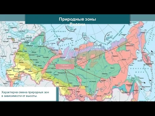 Природные зоны России Характерна смена природных зон в зависимости от высоты.