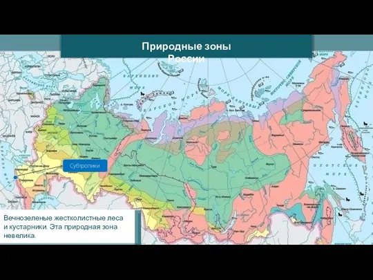 Природные зоны России Вечнозеленые жестколистные леса и кустарники. Эта природная зона невелика.