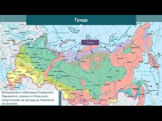 Тундра Материковое побережье Северного Ледовитого океана от Кольского полуострова на западе до Камчатки на востоке.