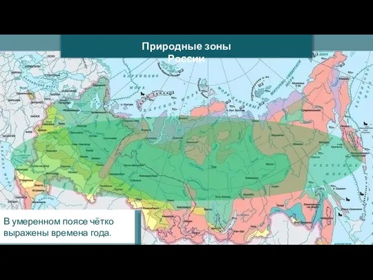 Природные зоны России В умеренном поясе чётко выражены времена года.
