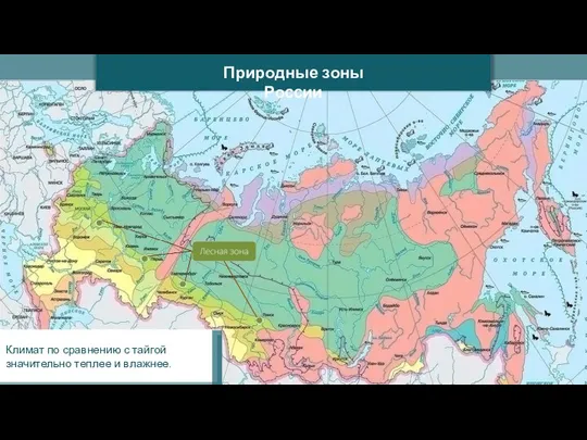 Природные зоны России Климат по сравнению с тайгой значительно теплее и влажнее.