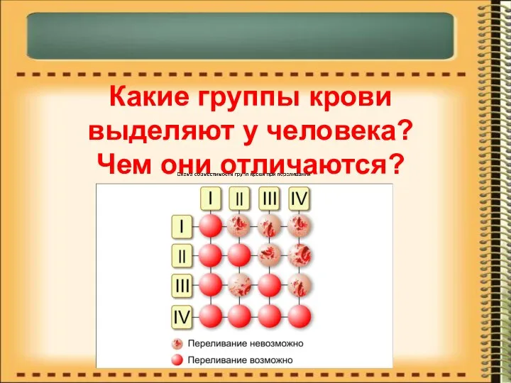 Какие группы крови выделяют у человека? Чем они отличаются?