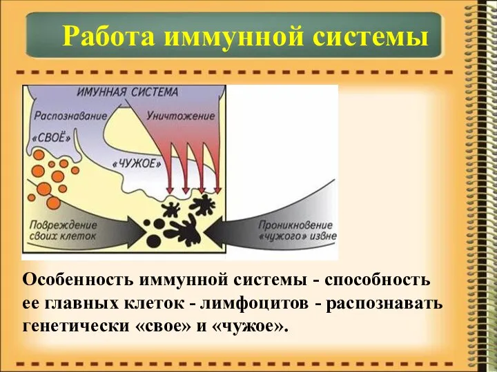 Работа иммунной системы Особенность иммунной системы - способность ее главных клеток