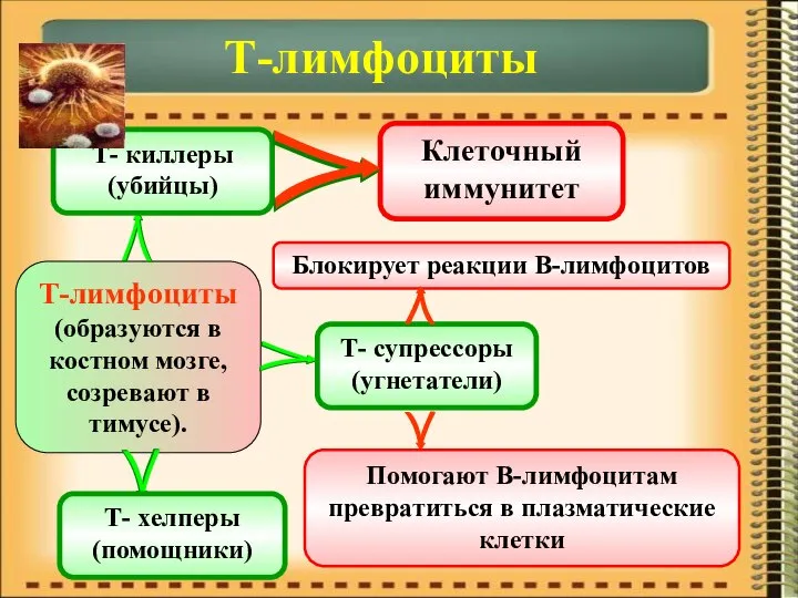 Т-лимфоциты Т-лимфоциты (образуются в костном мозге, созревают в тимусе). Т- киллеры