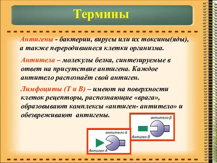 Термины Антигены - бактерии, вирусы или их токсины(яды), а также переродившиеся