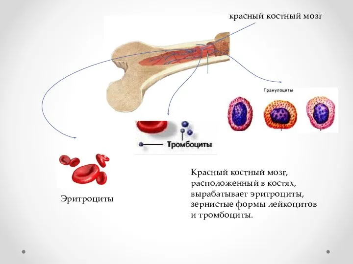 Красный костный мозг, расположенный в костях, вырабатывает эритроциты, зернистые формы лейкоцитов