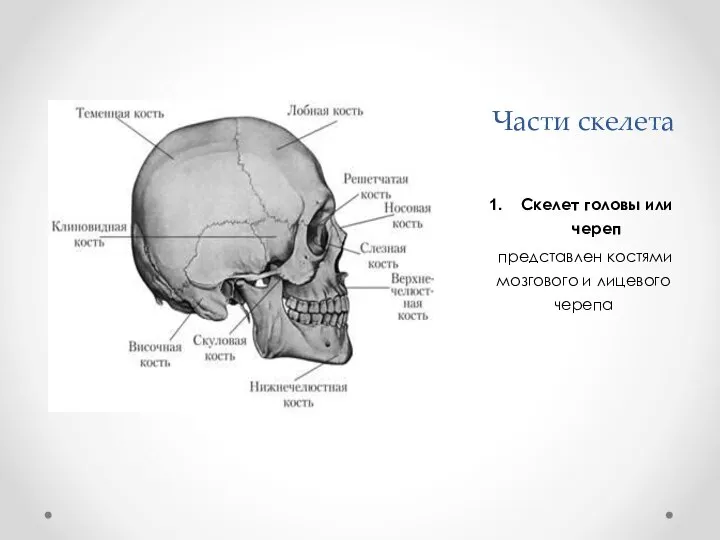 Части скелета Скелет головы или череп представлен костями мозгового и лицевого черепа