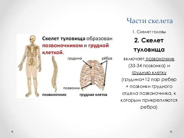 1. Скелет головы 2. Скелет туловища включает позвоночник (33-34 позвонка) и