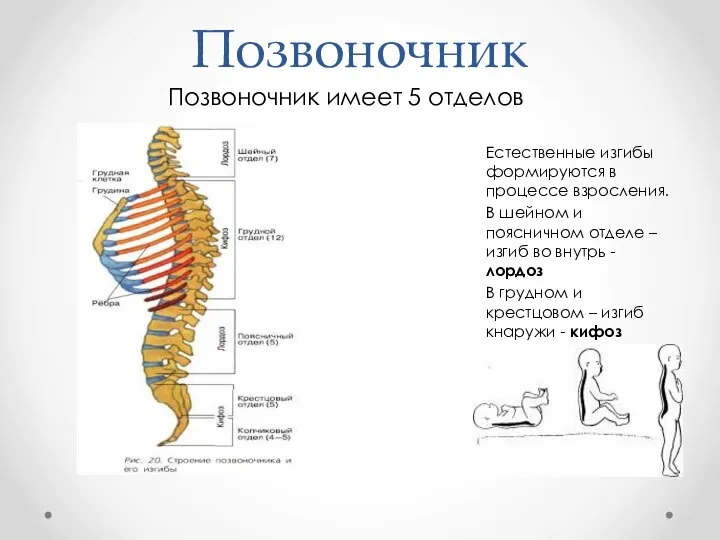 Позвоночник Естественные изгибы формируются в процессе взросления. В шейном и поясничном