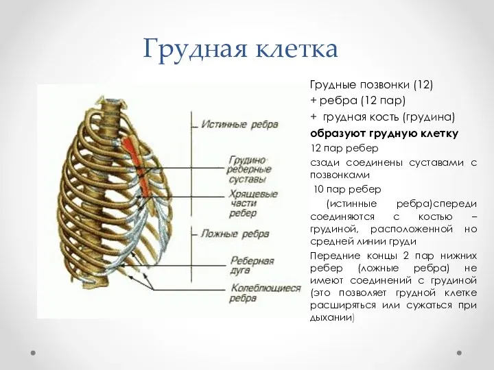 Грудная клетка Грудные позвонки (12) + ребра (12 пар) + грудная