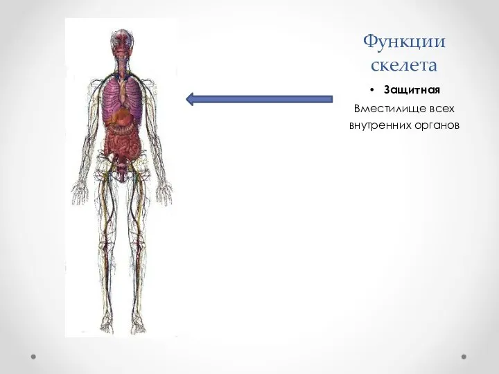 Функции скелета Защитная Вместилище всех внутренних органов