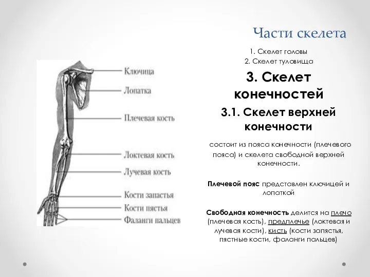 1. Скелет головы 2. Скелет туловища 3. Скелет конечностей 3.1. Скелет