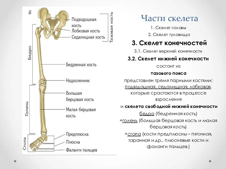 1. Скелет головы 2. Скелет туловища 3. Скелет конечностей 3.1. Скелет