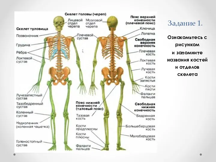 Задание 1. Ознакомьтесь с рисунком и запомните названия костей и отделов скелета