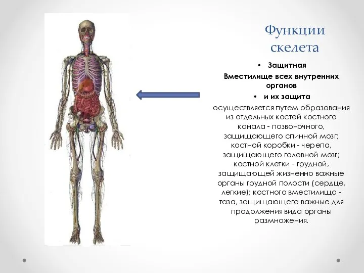 Функции скелета Защитная Вместилище всех внутренних органов и их защита осуществляется