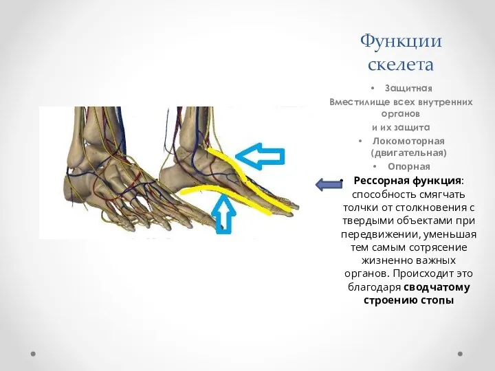 Функции скелета Защитная Вместилище всех внутренних органов и их защита Локомоторная