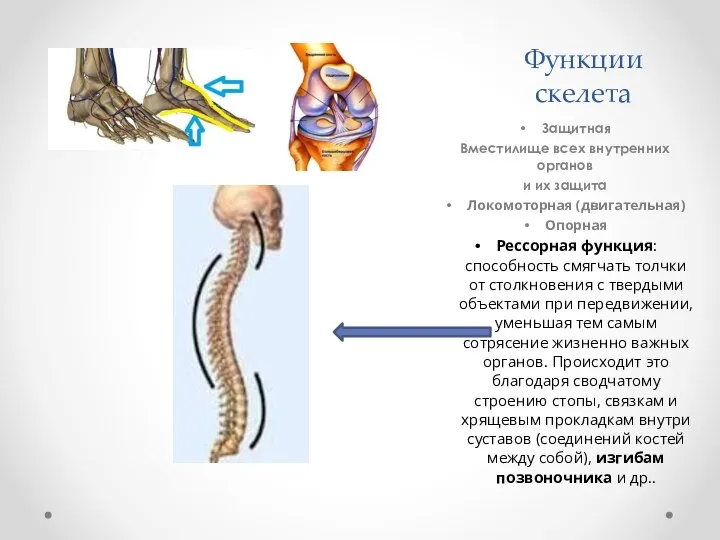 Функции скелета Защитная Вместилище всех внутренних органов и их защита Локомоторная