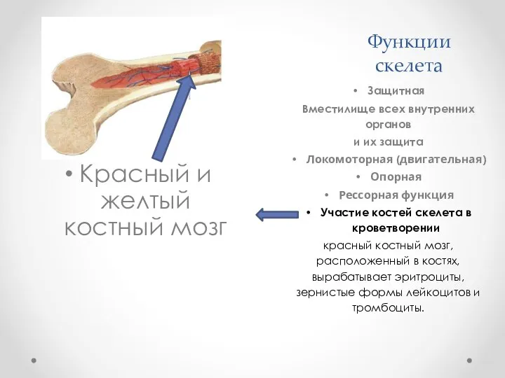 Функции скелета Защитная Вместилище всех внутренних органов и их защита Локомоторная