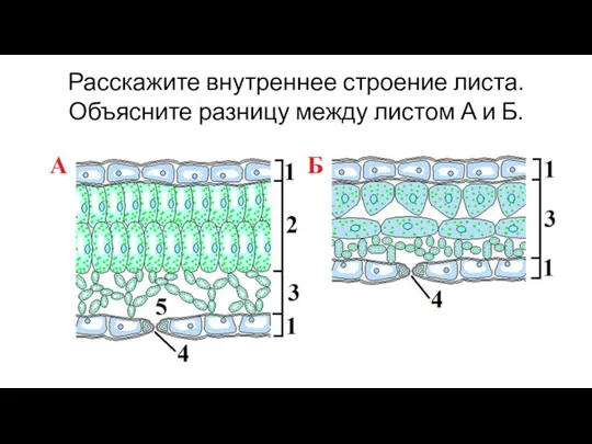 Расскажите внутреннее строение листа. Объясните разницу между листом А и Б.