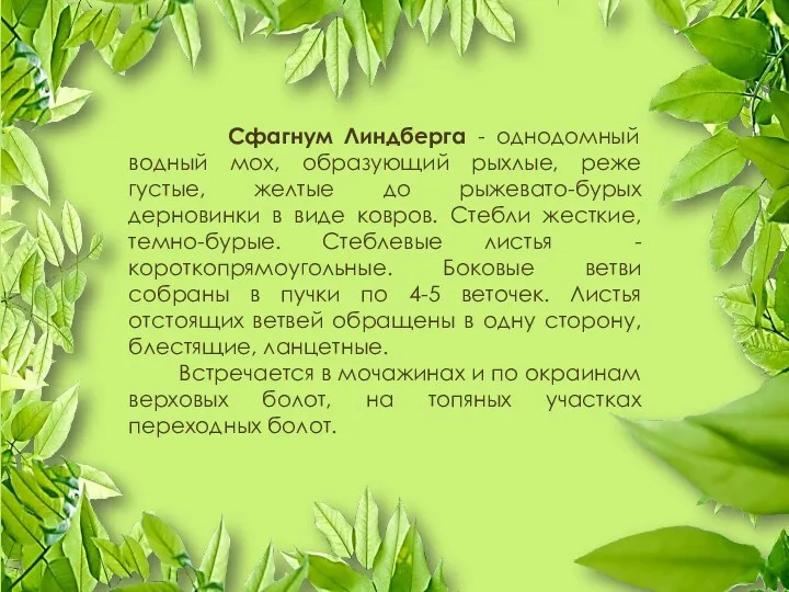 Сфагнум Линдберга - однодомный водный мох, образующий рыхлые, реже густые, желтые