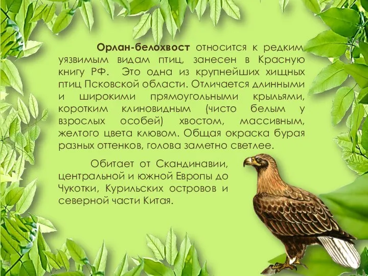 Орлан-белохвост относится к редким уязвимым видам птиц, занесен в Красную книгу