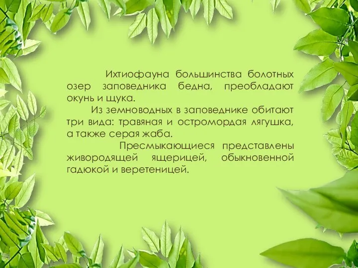 Ихтиофауна большинства болотных озер заповедника бедна, преобладают окунь и щука. Из