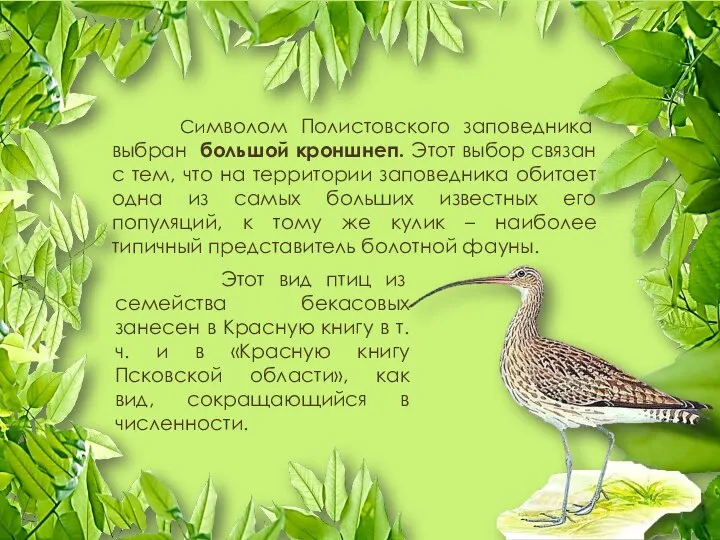 Символом Полистовского заповедника выбран большой кроншнеп. Этот выбор связан с тем,