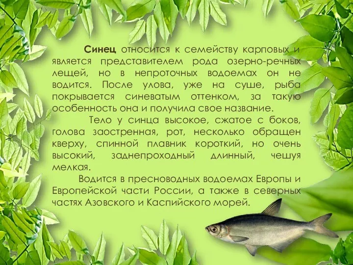 Синец относится к семейству карповых и является представителем рода озерно-речных лещей,