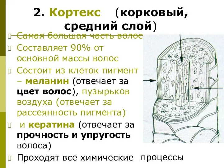 Самая большая часть волос Составляет 90% от основной массы волос Состоит