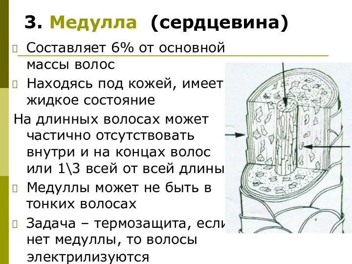 Составляет 6% от основной массы волос Находясь под кожей, имеет жидкое