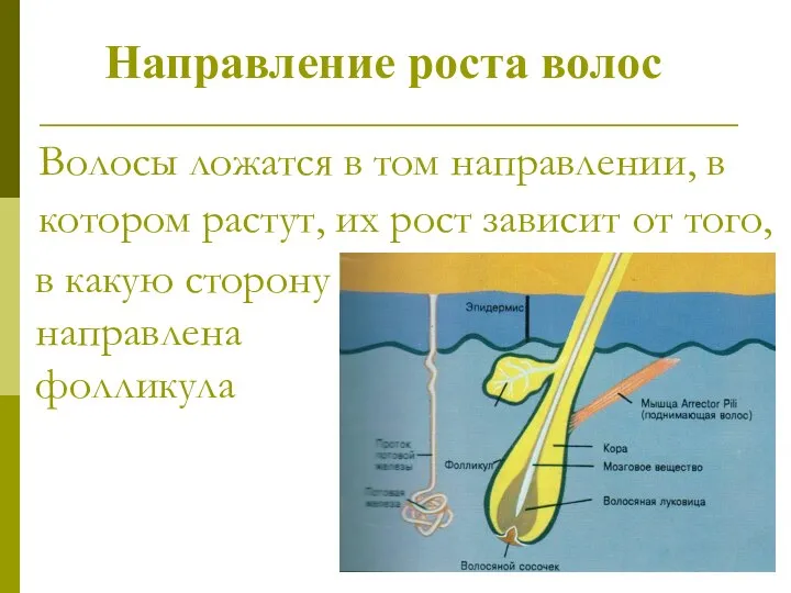 Волосы ложатся в том направлении, в котором растут, их рост зависит