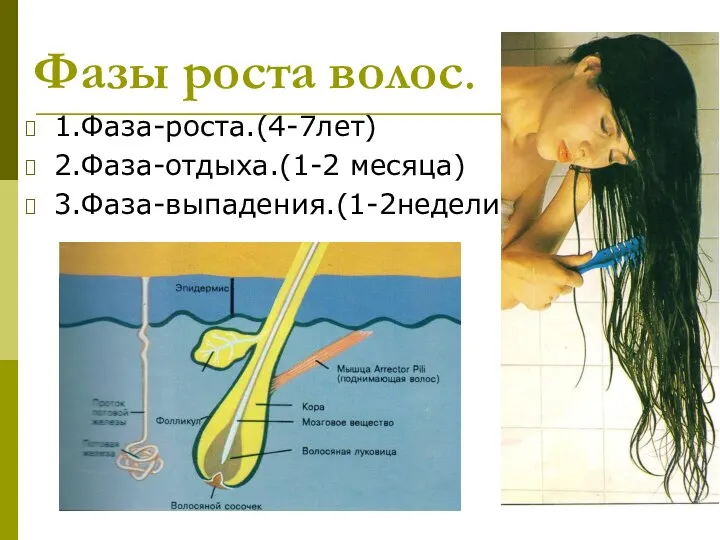 Фазы роста волос. 1.Фаза-роста.(4-7лет) 2.Фаза-отдыха.(1-2 месяца) 3.Фаза-выпадения.(1-2недели)